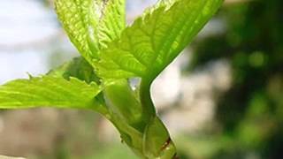 Para la Libertad Joan Manuel Serrat - Miguel Hernández