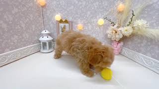 ハーフ犬の動画01