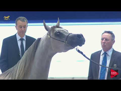 N 51 D GHARAM   Dubai 2019   Fillies 2 years old Class 3