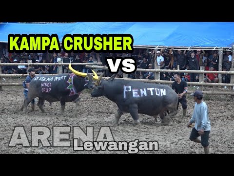 , title : 'Penton vs Kampa Crusher / Tedong Silaga Arena Lewangan (Full Fight)'