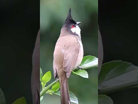 bulbul bird sound | beautifull bulbul bird #viralvideo #shortvideo