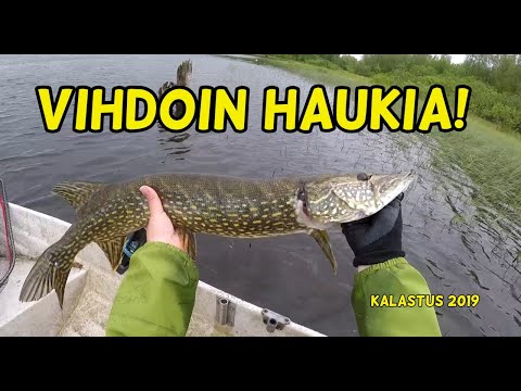 Vihdoin haukia! | Kalastus 2019