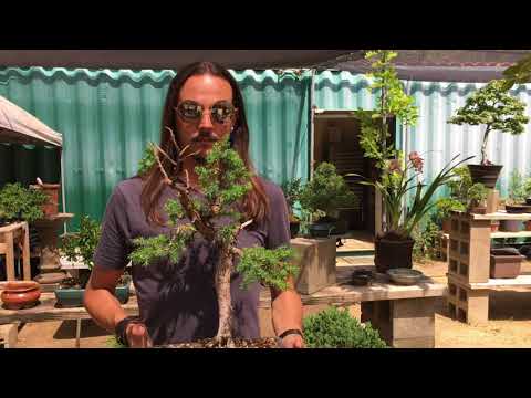 California Bonsai Studio - a quick look at a few available trees