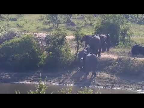 Djuma: Elephants seem nervous, get quick drink and take off - 07:23 - 10/30/20