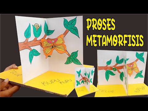 How to Make a 3D Butterfly Life Cycle Diorama | Simple Metamorphosis Science Teaching Aid