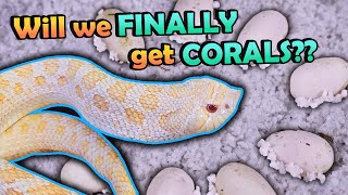 Our "Het Coral" Hognose Laid Eggs!