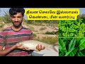 தீவன செலவே இல்லமால் கெண்டை மீன் வளர்�