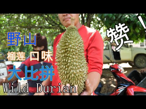 霹雳野山榴莲口味大比拼！Wild Durian Malaysia