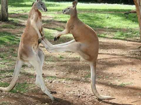 Maltese Singers 35 - Freddie Borg: Kangaroo