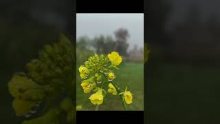 Beautiful Flower / Nature WhatsApp Status Video