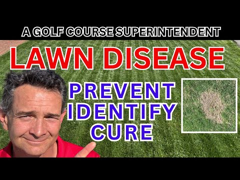 Do you have a Lawn Disease? Pro Tips on Prevention, Identification and Cure