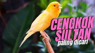 Download lagu KENARI GACOR ISIAN BLACKTHROAT DAN SIKLON CENGKOK SULTAN buat MASTERAN KENARI PAUD CALON JAWARA mp3