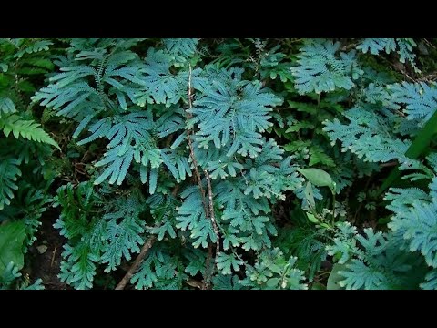 ジュエルシダ、レインボーシダ 植物