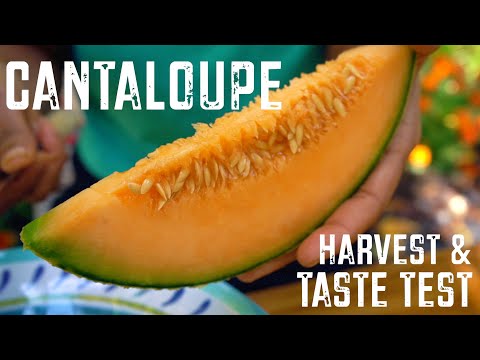 My First Cantaloupe Melon Harvest and Taste Test