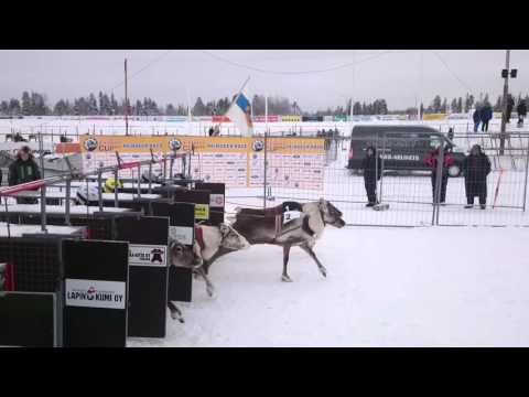 Porotila Puolukkamaan Pirtit porokisassa