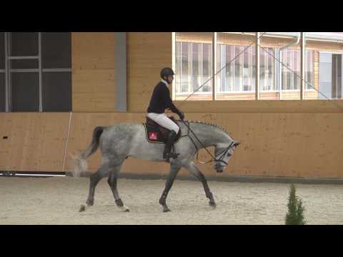 Hengstschau Bachl 2017