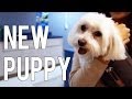 PUKA COMES HOME | New Puppy 