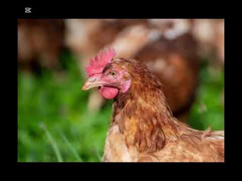 Frog+chicken=fricken