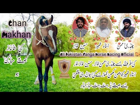  Chan Makhan Vs Sevan Di Malangni Horse Race 12 September 2025 || Tanga Race #horse #horseriding 