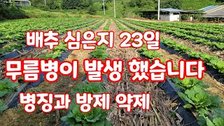 배추 무름병 발생 방제 방법 약제 [배추재배방법]