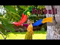 Bulbuli | Coke Studio Bangla | Season 1 | Ritu raj × Nandita | Dance Cover | Fusion Dance #viral