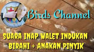 Download lagu SUARA INAP WALET INDUKAN BIRAHI   ANAKAN mp3