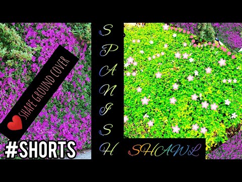 shorts/Beautiful ground cover using Spanish shawl/iluuuz green heavan