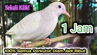 Download lagu 1 Jam PERKUTUT Putih Manggung Gacor panggil Perkutut Lokal Lain. mp3