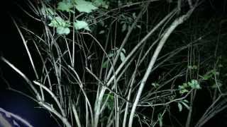 Hedley &quot;Anything&quot; - Lyric Video