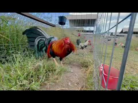 YELLOW LEG - MEZQUITE FARM