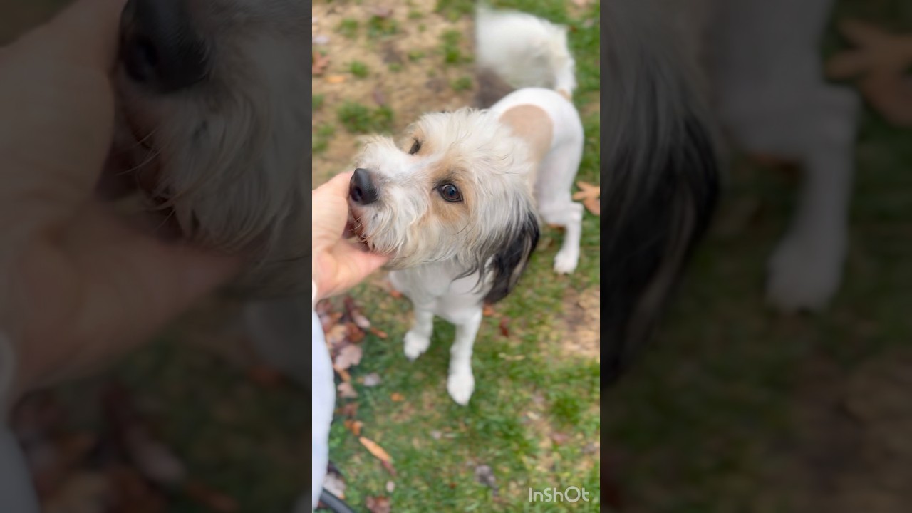 Enlarge Henri, a Adoptable mixed breed in Gainesville, VA video 6/6
