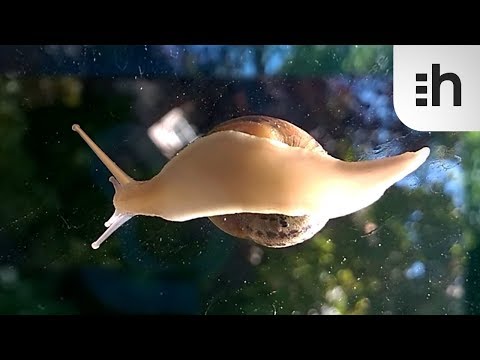 Snail Muscular Foot : What it Looks Like from Beneath.