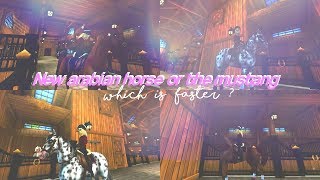 - arabian vs mustang | which is faster? -