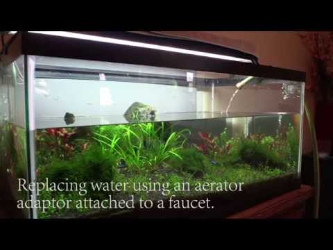 Planted Aquarium Maintenance