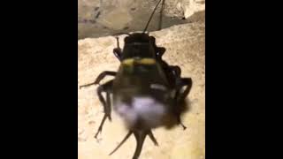 Download lagu Suara jangkrik malam hari mp3 Download lagu Suara jangkrik malam hari mp3