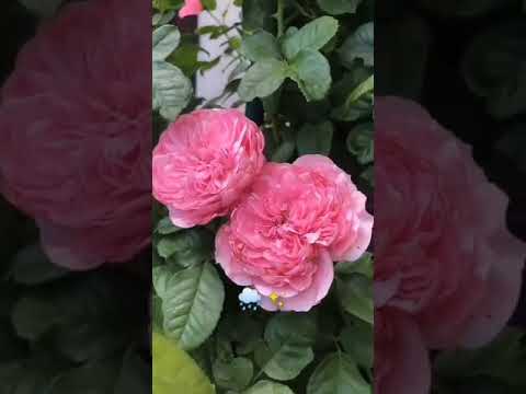 عاصي و الوليد الحلاني حبيبي 💜💜💜💜