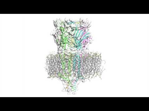 The Gates of Serotonin: Cracking the Workings of a Notorious Receptor