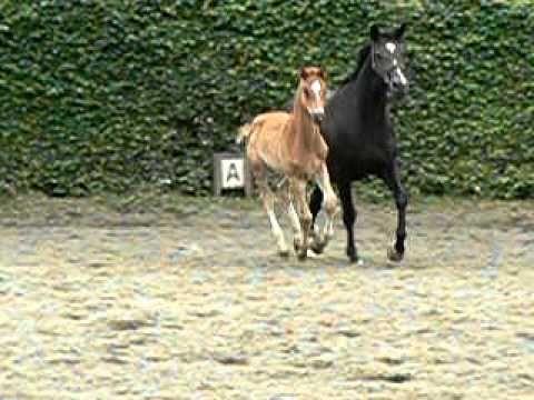 De Nira vdB (De Niro x Hohenstein x Weltmeyer) 22-06-11.mov