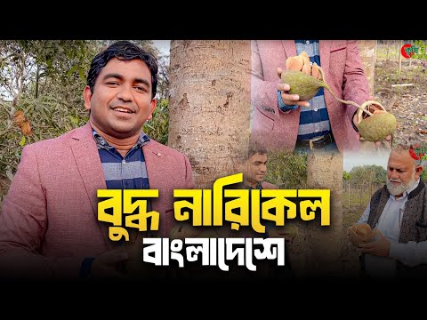 বুদ্ধ নারিকেল- Buddha Coconut- বাংলাদেশে