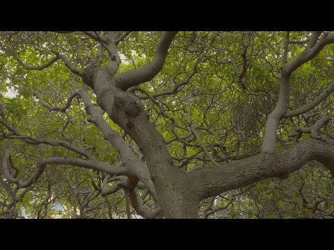 Chasing the Sun - World's largest cashew tree (O Cajueiro de Pirangi)