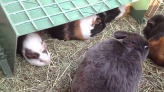 Guinea pig  モルモット一家