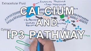 Calcium & IP3 Pathway