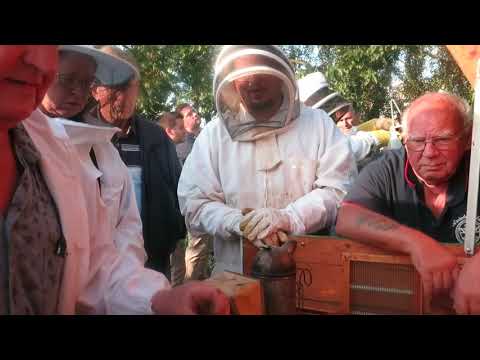 Invintring & varroabekämpning