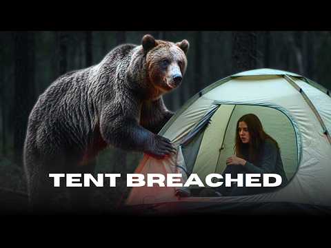Hungry Bear Attacks Campers Inside Tent Near Bucegi Mountains