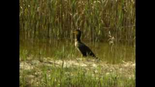 preview picture of video 'Phalacrocorax carbo sinensis, Montemor-o-Velho, 26-Mar-2012'
