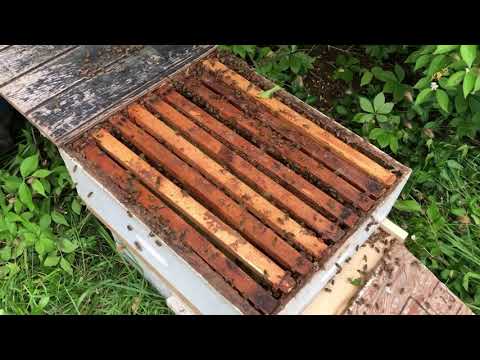 How To Catch A Honey Bee Swarm In A Tree
