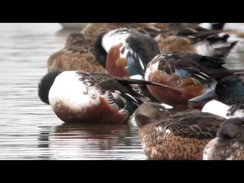 Northern Shoveler — Spatula clypeata vo WWT Slimbridge