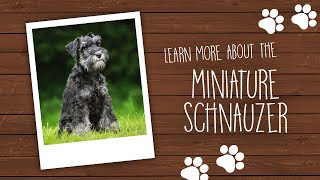 Miniature Schnauzer