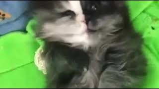 Котики как дети) Милая смешная подборка