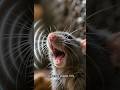 Rats can giggle.